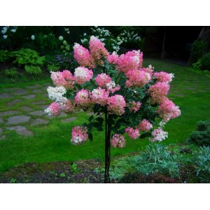 Hortenzia metlinatá (Hydrangea paniculata) ´VANILLE FRAISE´ ® - výška 130-150 cm, kont. C12L - NA KMIENKU